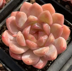 Peach and cream echeveria rosette succulent with layered pointed leaves