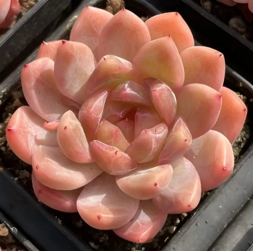 Peach and cream echeveria rosette succulent with layered pointed leaves