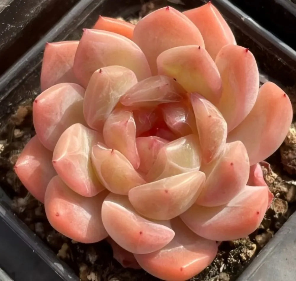 Pastel peach and pale cream echeveria rosette succulent in a shallow tray