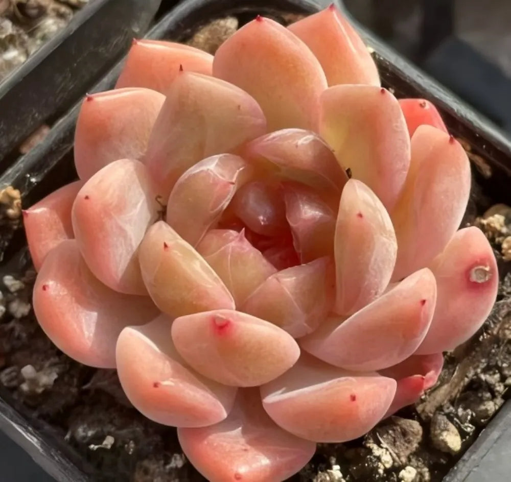 Light cream and peach echeveria rosette succulent with glossy overlapping leaves