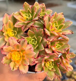 Aeonium Sweet Tea Soil Song