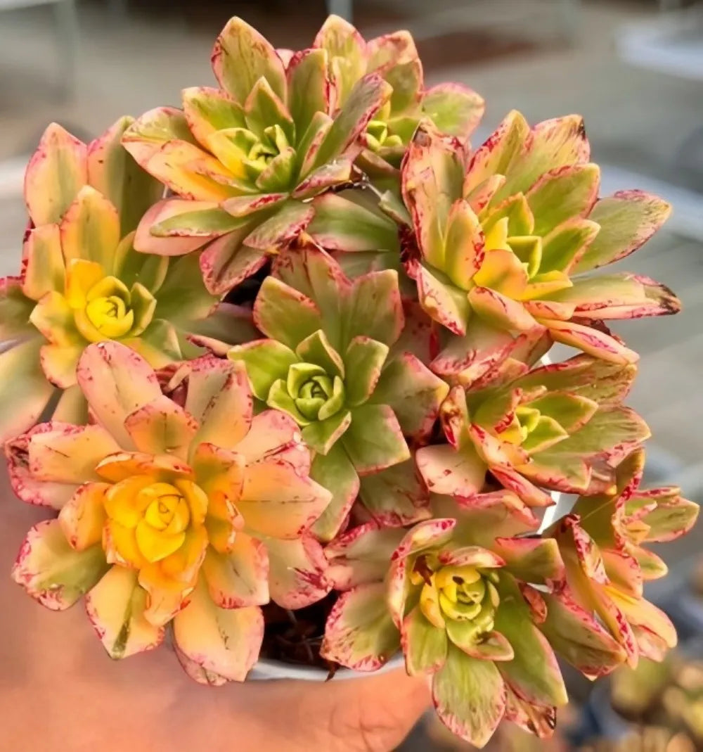 Aeonium Sweet Tea Soil Song