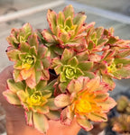 Aeonium Sweet Tea Soil Song