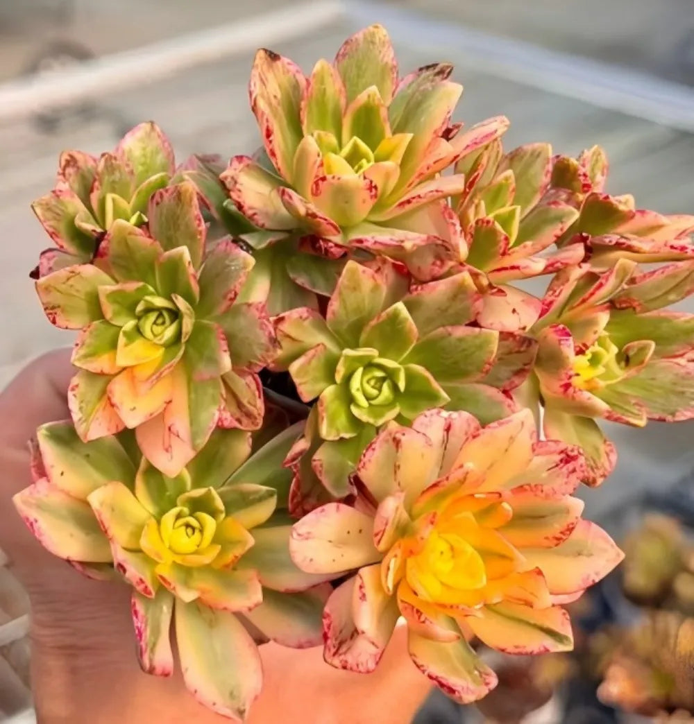Aeonium Sweet Tea Soil Song