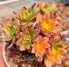 Aeonium Sweet Tea Soil Song