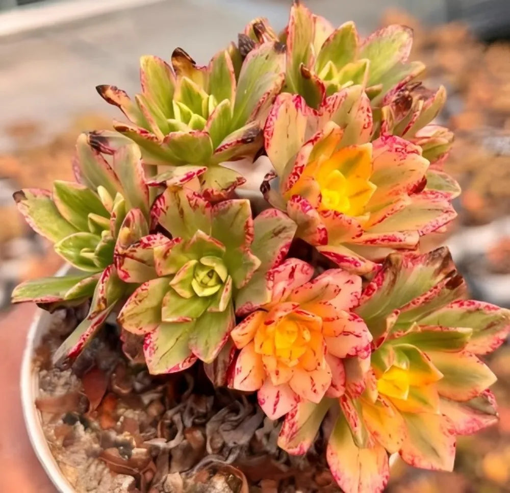 Aeonium Sweet Tea Soil Song
