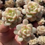 Echeveria Tango variegated succulent cluster showing pale rosettes with pink blush edges