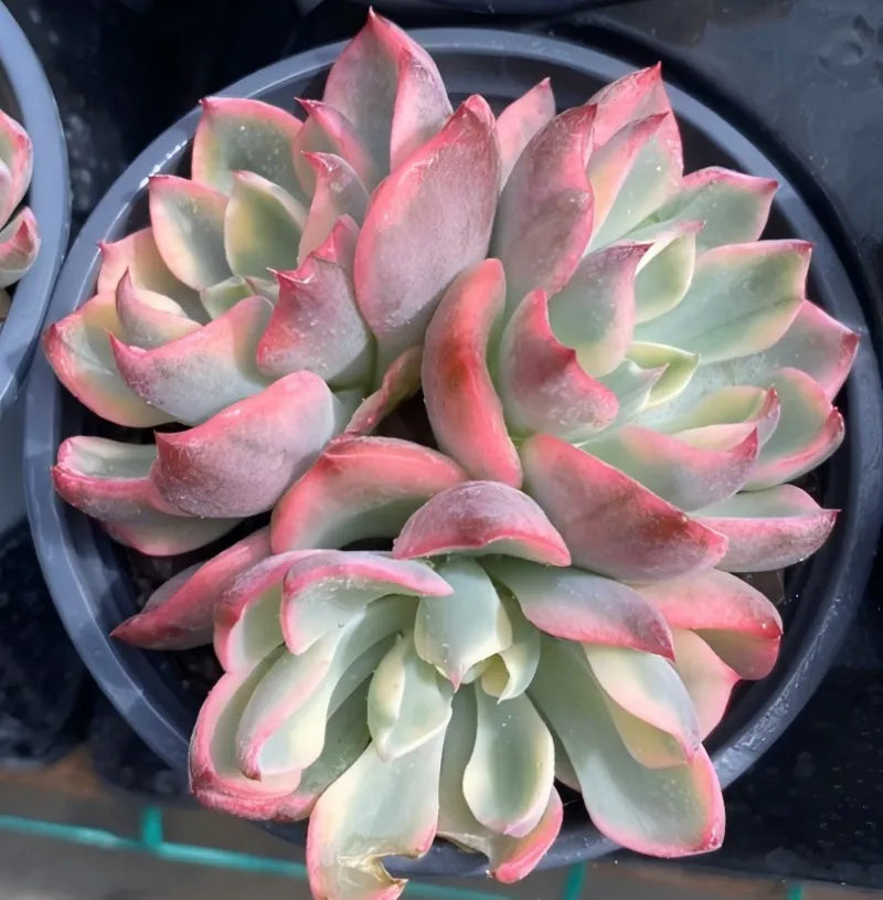 Variegated echeveria rosette in 4-inch pot, pink-blushed leaf edges and centers