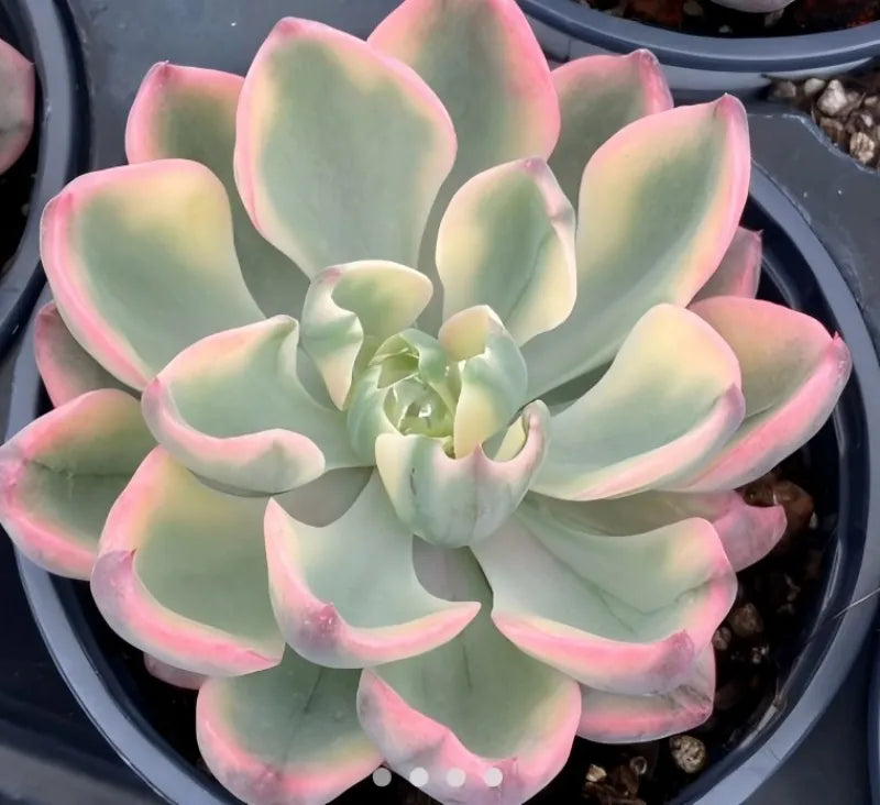 Variegated echeveria succulent rosette in 4-inch pot, pale green leaves with pink edges