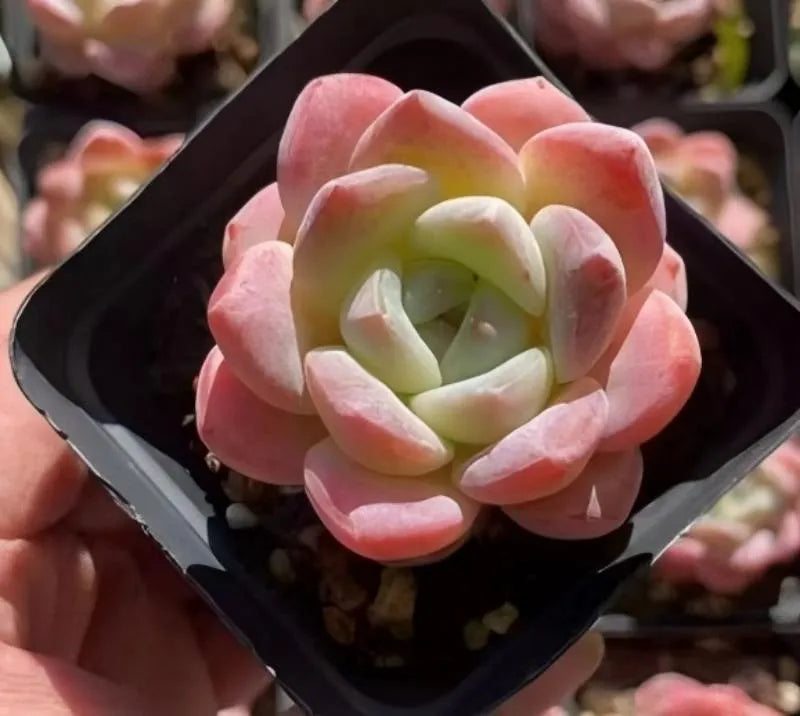 Pink and pale green echeveria rosette in dark square 3 in pot
