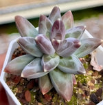 Pachyphytum Urara Soil Song