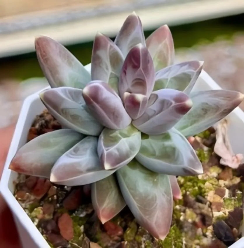 Pachyphytum Urara Soil Song