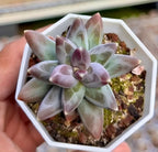 Pachyphytum Urara succulent rosette with pastel green and lavender leaves