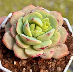 Echeveria Vanilla Soil Song