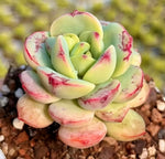 Echeveria Vanilla Soil Song