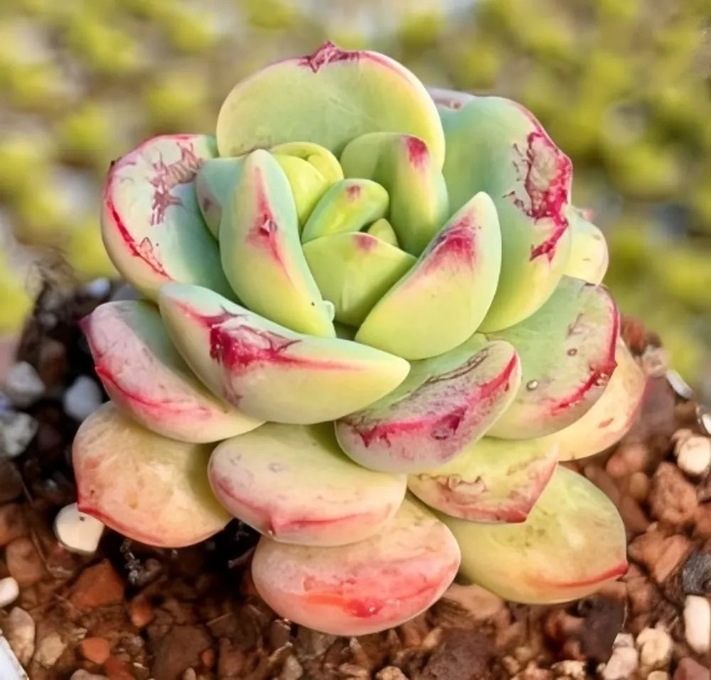 Small succulent rosette with pale green leaves and red speckled tips on gravel