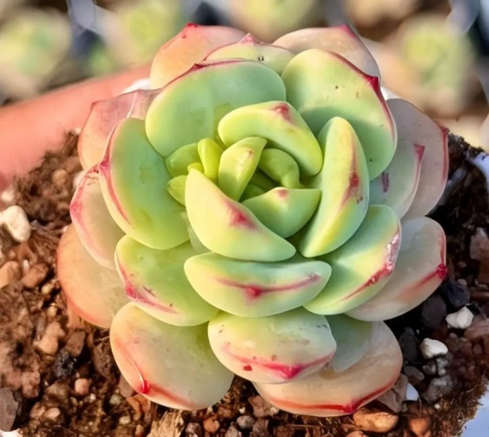 Echeveria Vanilla Soil Song