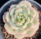 Echeveria succulent in gray pot, pale green rosette with pink-tipped variegation