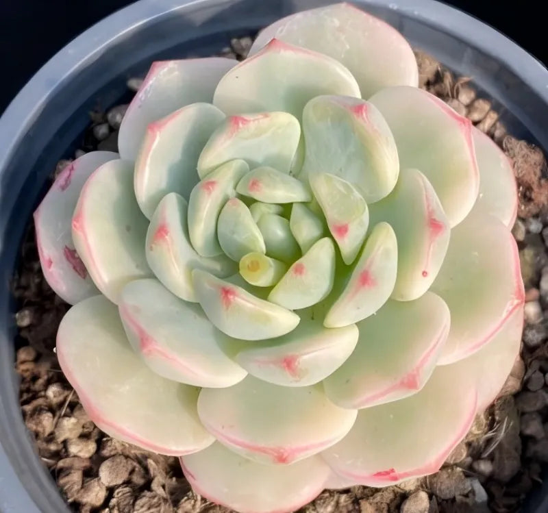 Echeveria succulent in gray pot, soft green rosette with pink speckles and edges