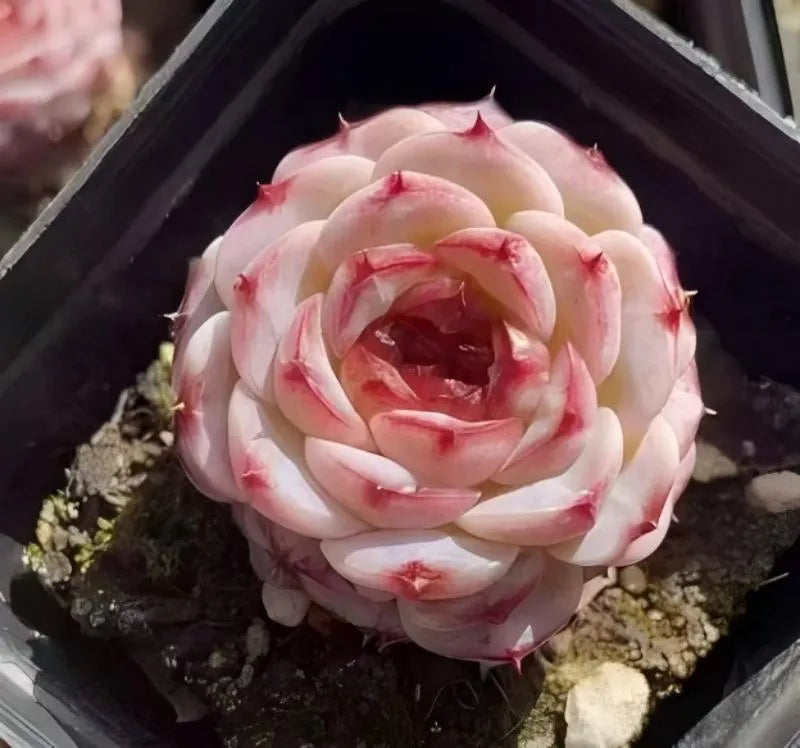Succulent rosette close-up in small pot, pale pink leaves with red splashes