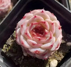 Succulent rosette close-up in small pot, pale pink leaves with red splashes