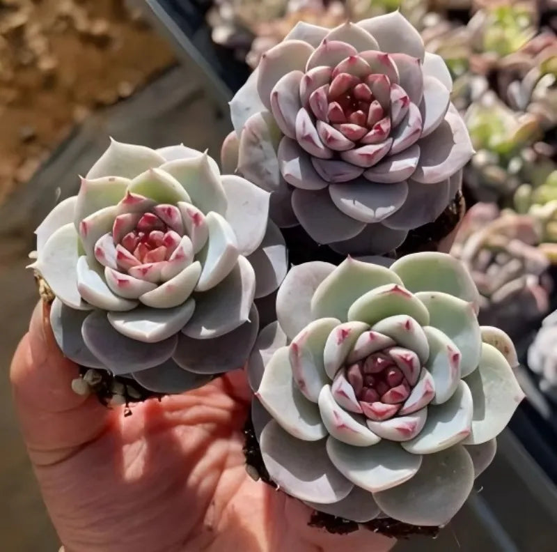 Velutinus echeveria succulent in small 2-inch pot, pale gray rosettes with pink centers