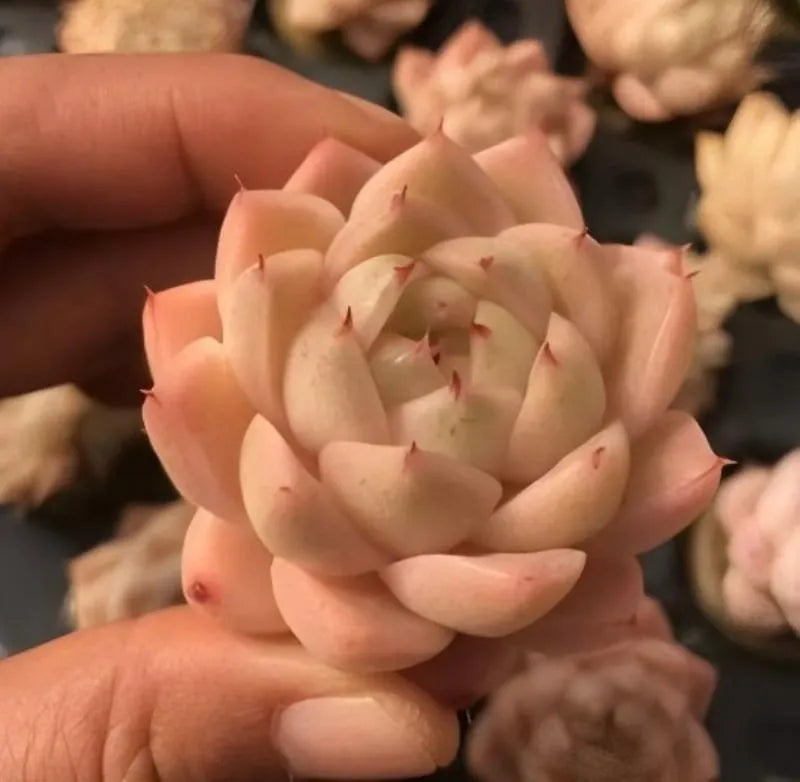 Echeveria succulent in 2-inch pot, pale cream rosette with red tips