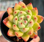 Echeveria wheat straw succulent in black pot, green rosette with red tips