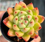 Echeveria Wheat Straw Soil Song