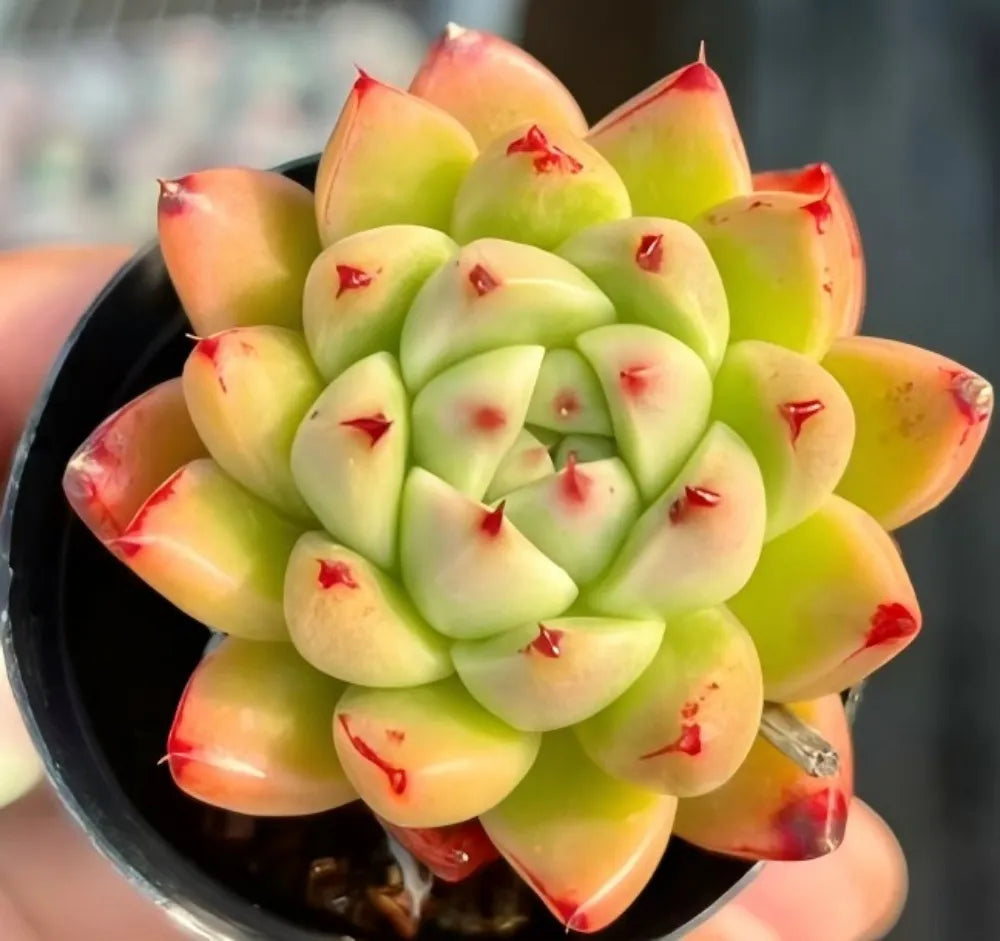 Echeveria Wheat Straw Soil Song