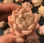 Echeveria succulent in 2-inch pot, peach and cream rosette close-up