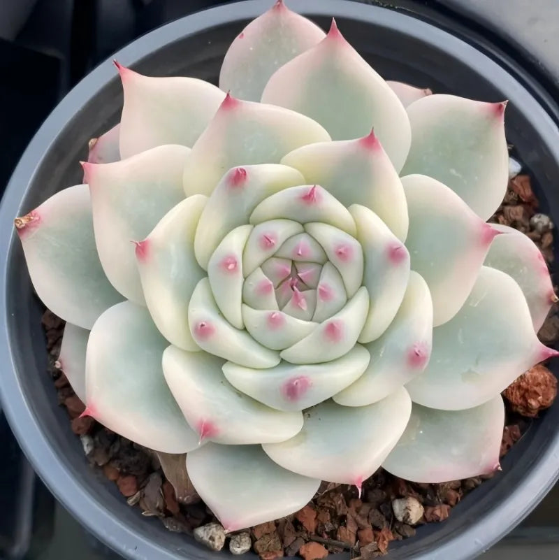 Variegated echeveria succulent, pale green rosette with pink spots, in 4-inch pot