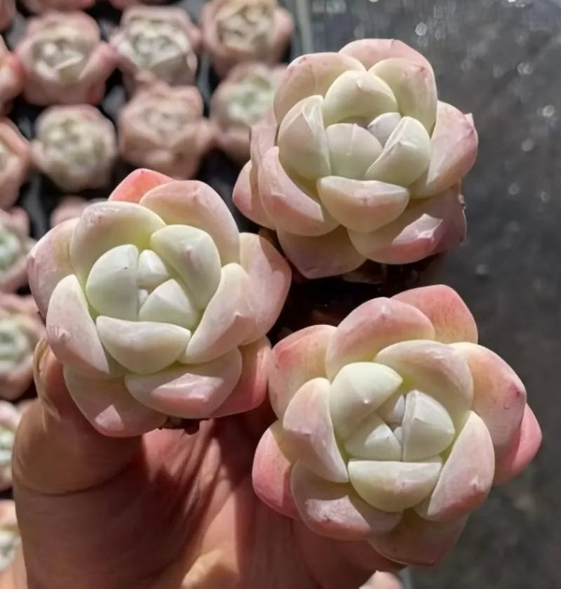 Echeveria Ice Green rosettes held in hand, pale green centers with pink outer leaves