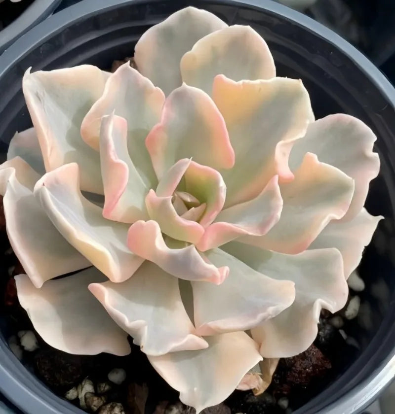 Variegated echeveria succulent rosette in 4-inch pot, pink-tinted tips