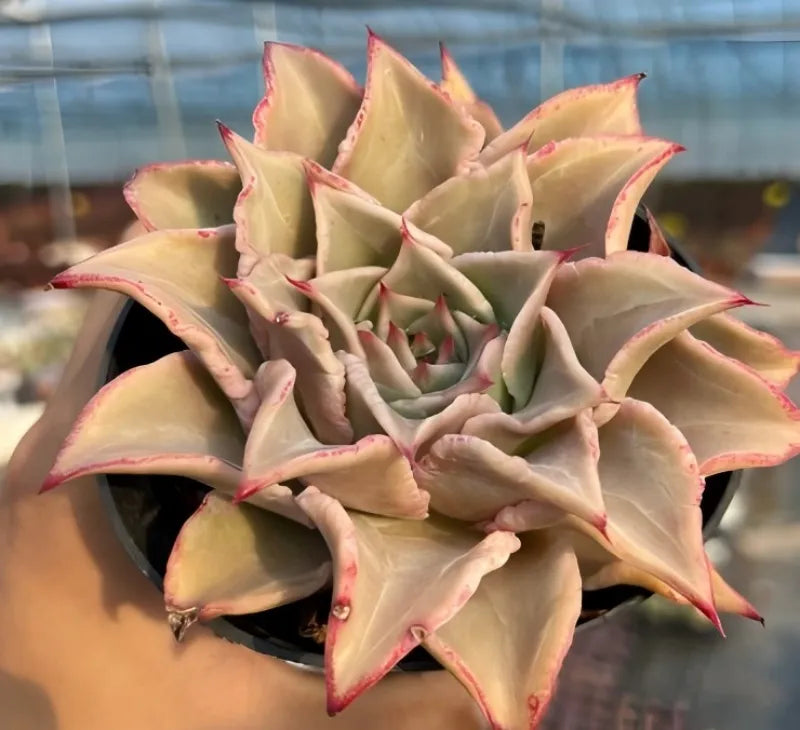 Echeveria Madiba Soil Song