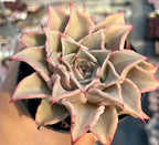 Succulent rosette in black pot, cream leaves with pink-red edges and tips