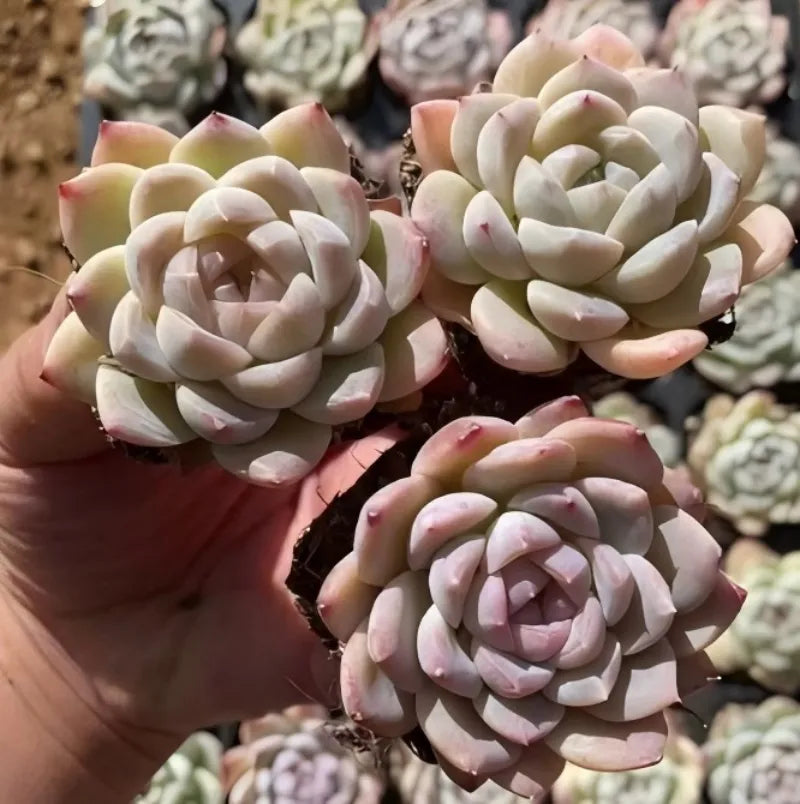 Succulent rosette in 2-inch pot, creamy white leaves with faint pink edges