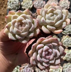 Succulent rosette in 2-inch pot, creamy white leaves with faint pink edges