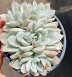 Variegated echeveria succulent in 4-inch pot, tight rosette of mint leaves with pink spots