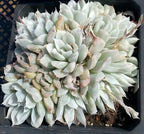 Variegated Echeveria in a 5-inch pot, layered pale green rosette leaves