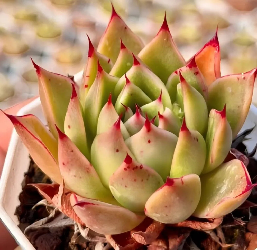 Echeveria Agavoides Fire Cloud Soil Song