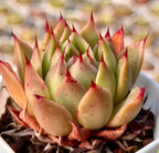 Echeveria Agavoides Fire Cloud Soil Song
