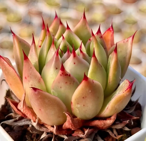 Succulent rosette plant with lime-green leaves and red-tipped points in a pot