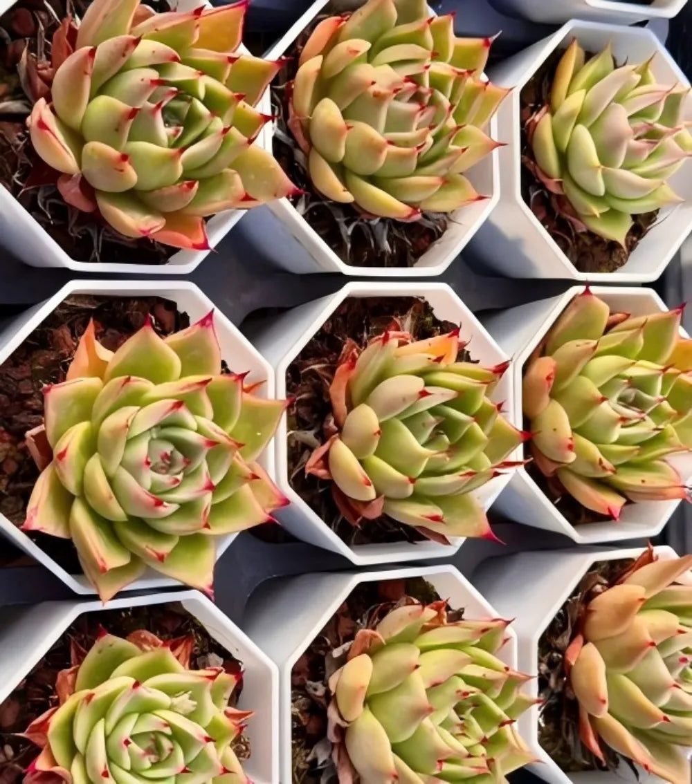 Echeveria Agavoides Fire Cloud Soil Song