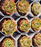 Echeveria Agavoides Fire Cloud Soil Song