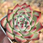 Echeveria Chihuahuaensis Soil Song