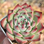 Echeveria Chihuahuaensis Soil Song