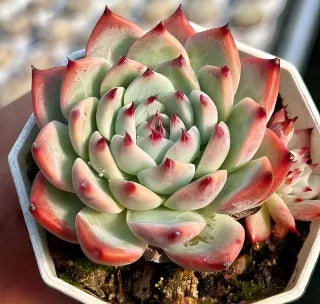 Echeveria Chihuahuaensis Soil Song