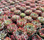 Echeveria Chihuahuaensis Soil Song