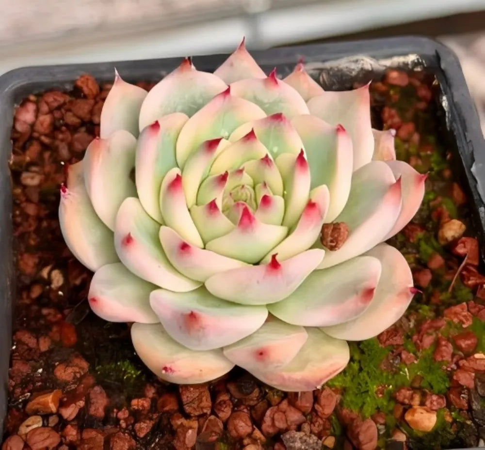 Echeveria Chihuahuaensis Variegata Soil Song